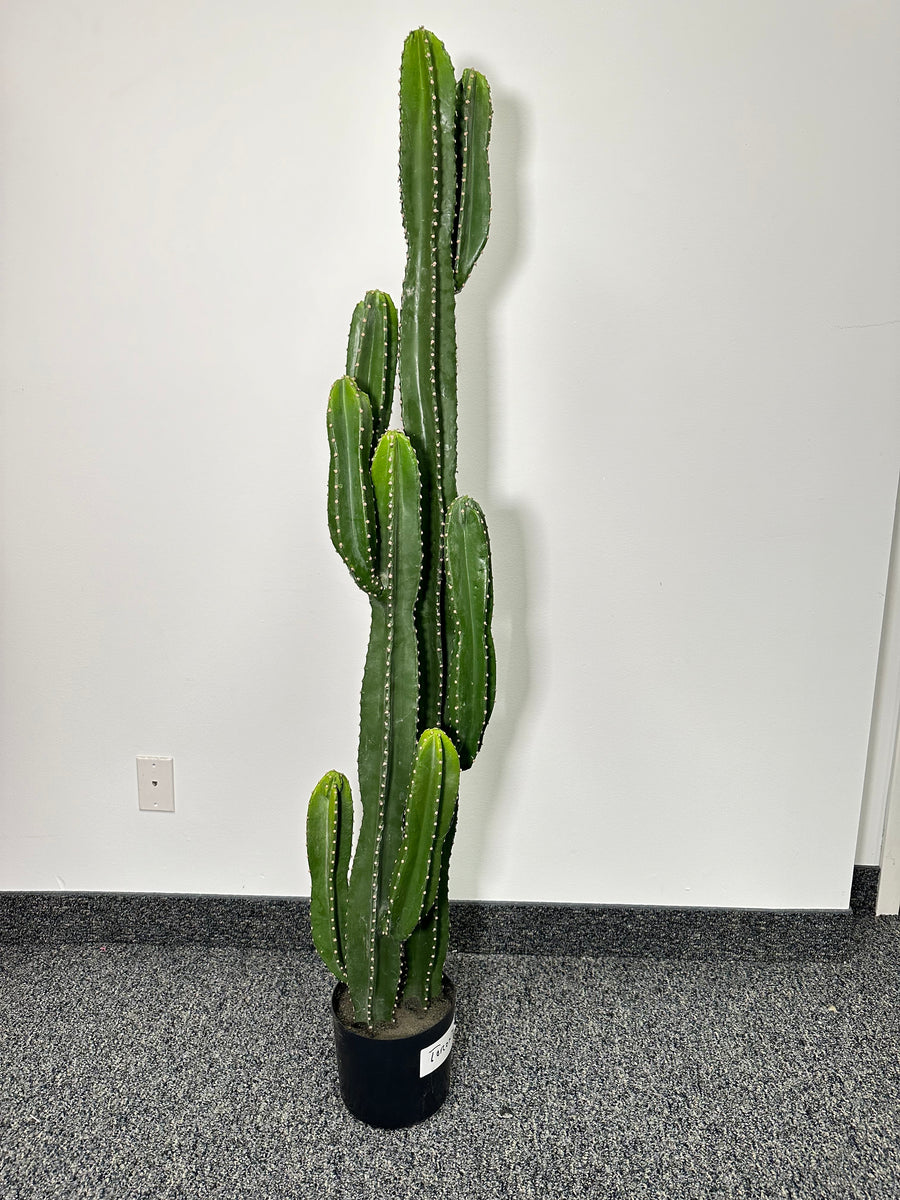 tall cactus indoor plant TR10763 POTTED SAGUARO CACTUS,5'