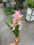 FL13576 HYACINTH w/BULD 11.5in-24/240P