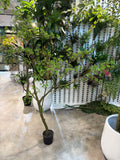 TR10911 BOUGAINVILLEA LEAF TREE  6'