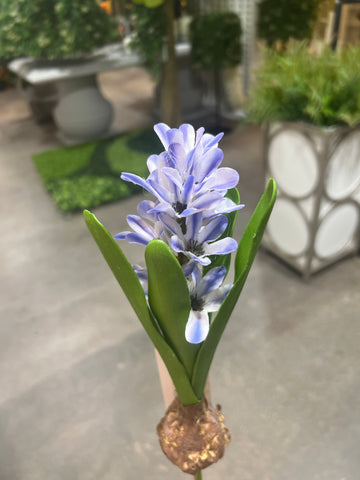 FL13576 HYACINTH w/BULD 11.5in-24/240P