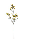 FL13555  WAX FLOWER SPRAY 31"
