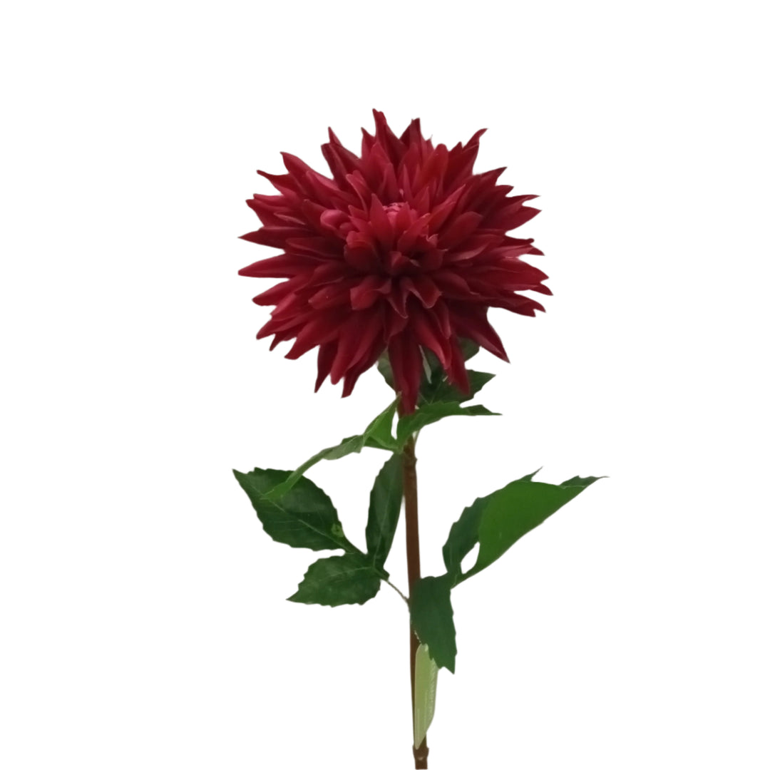＊Dahlia＊ページ Dahlia Tubers (Ball & Decorative) - Pink Mix | Dahlia Bulbs