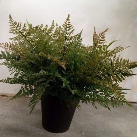 PM10378 POTTED FOREST FERN,27"