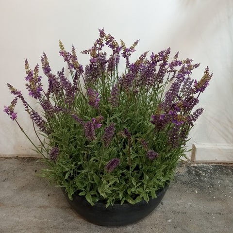 PA10352 POTTED LAVENDER,24"