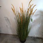 TR10779 POTTED ONION GRASS,5'-4P