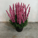 PA10351 POTTED AMARANTH,17.5"