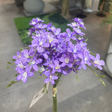 PA10403 MINI FREESIA BUNDLEx6 13"
