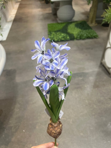 FL13575 HYACINTH w/BULD 14in-24/240P