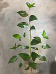 SY11130  SMILAX SPRAY 33"