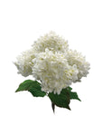 BF10269 ANNABELLA HYDRANGEA BUSHx5 23"
