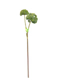 FL13562  ALLIUM SPRAYx2 35"