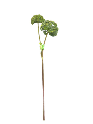 FL13562  ALLIUM SPRAYx2 35"