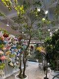TR10914 BLACK OLIVE TREE  10'