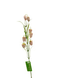 FL13533 FRITILLARIA SPRAYx7F 24"