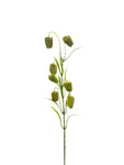 FL13533 FRITILLARIA SPRAYx7F 24"