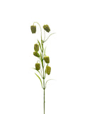 FL13533 FRITILLARIA SPRAYx7F 24"