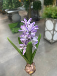 FL13576 HYACINTH w/BULD 11.5in-24/240P