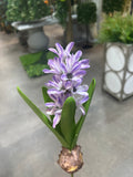 FL13576 HYACINTH w/BULD 11.5in-24/240P