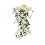 BF10244 CLIMBING ROSE HANGING BUSH,50"