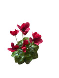 FN20057  CYCLAMEN BUSH (NAT) 14"