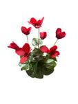 FN20057  CYCLAMEN BUSH (NAT) 14"