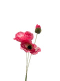 FL13616 POPPY SPRAYx2F1B 19.5"