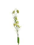 FL13533 FRITILLARIA SPRAYx7F 24"