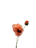 FL13616 POPPY SPRAYx2F1B 19.5"