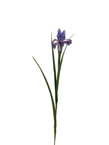 FL13571 IRIS 27.5in-36/360P