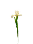 FL13535 DUTCH IRIS SPRAY 30"