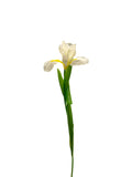 FL13535 DUTCH IRIS SPRAY 30"