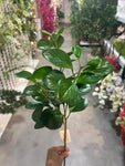 SY11128  BABY RUBBER PLANT SPRAY 26"