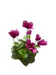 FN20057  CYCLAMEN BUSH (NAT) 14"