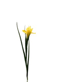 FL13571 IRIS 27.5in-36/360P