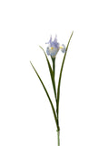 FL13571 IRIS 27.5in-36/360P