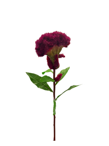 FL13567  COCKSCOMB 26.5"