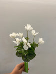 FN20057  CYCLAMEN BUSH (NAT) 14"