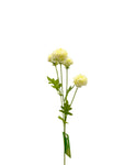 FL13537 MINI POMPOM MUM SPRAYx4F 20"