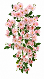 BF10244 CLIMBING ROSE HANGING BUSH,50"