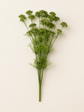 BF10304 YARROW BUSH  22"