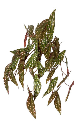 BG10665 BEGONIA LVS HANGING BUSH 28"