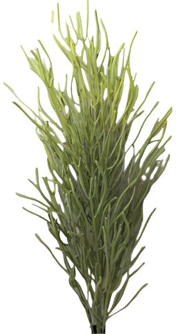 BG10705 PENCIL CACTUS PLANT (UV),4'-4P