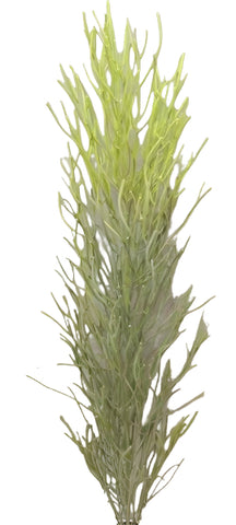 BG10706 PENCIL CACTUS PLANT (UV),6'-1P