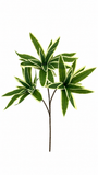 BG10795 DRACAENA BUSHx3,16"