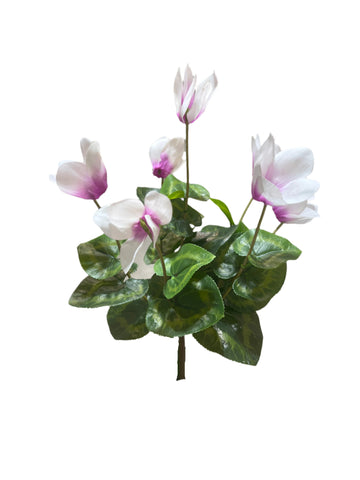 FN20057  CYCLAMEN BUSH (NAT) 14"