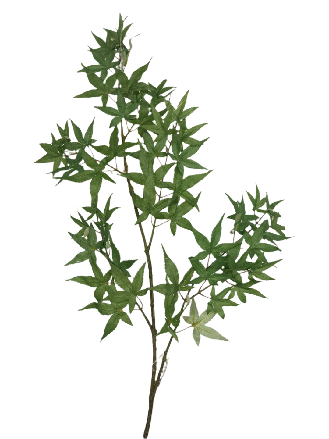 Maple – Green Import Limited