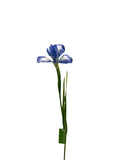 FL13535 DUTCH IRIS SPRAY 30"