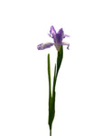 FL13535 DUTCH IRIS SPRAY 30"