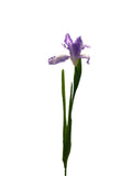 FL13535 DUTCH IRIS SPRAY 30"