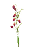 FL13533 FRITILLARIA SPRAYx7F 24"